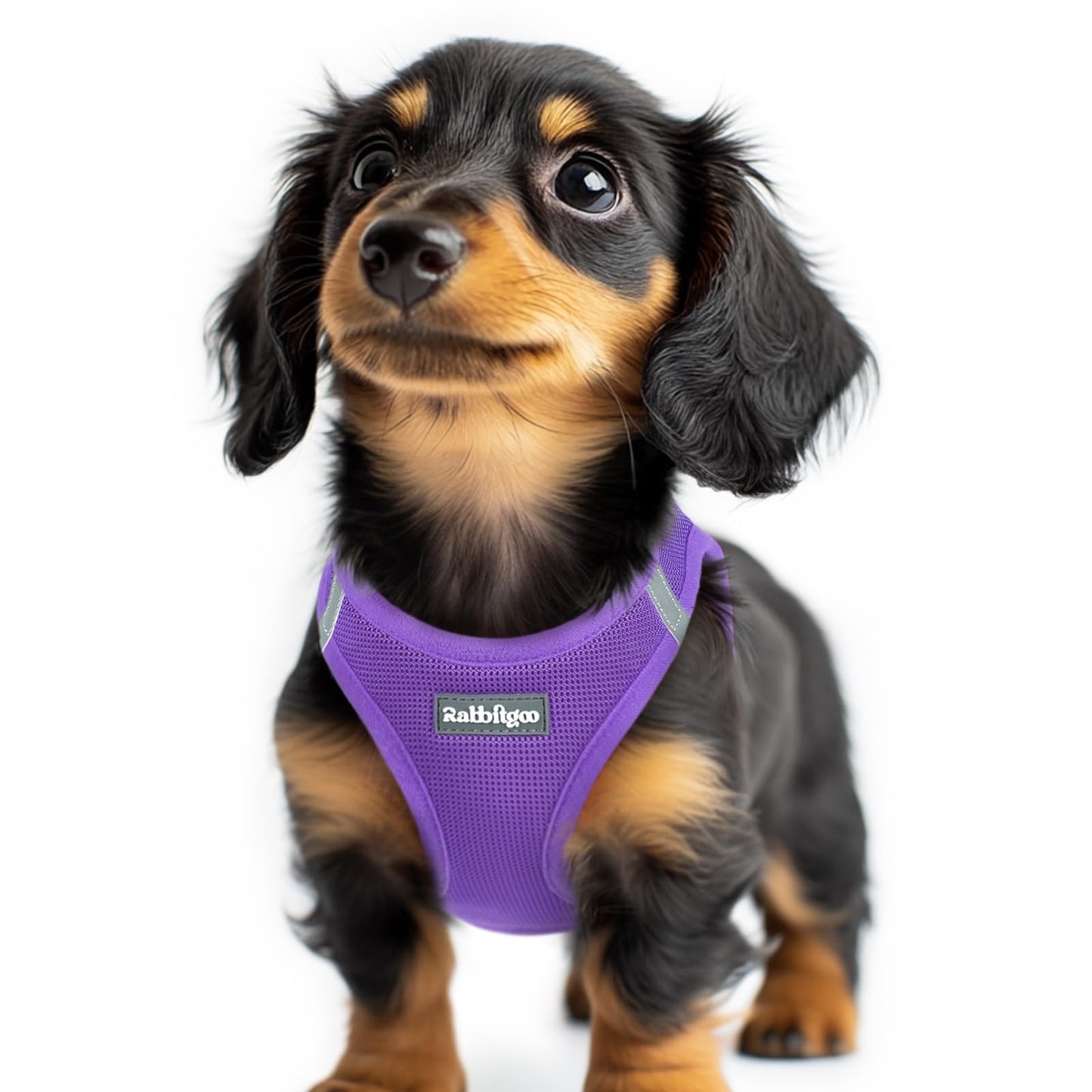 BunnyStep: Reflective Mesh Harness for Small Dogs