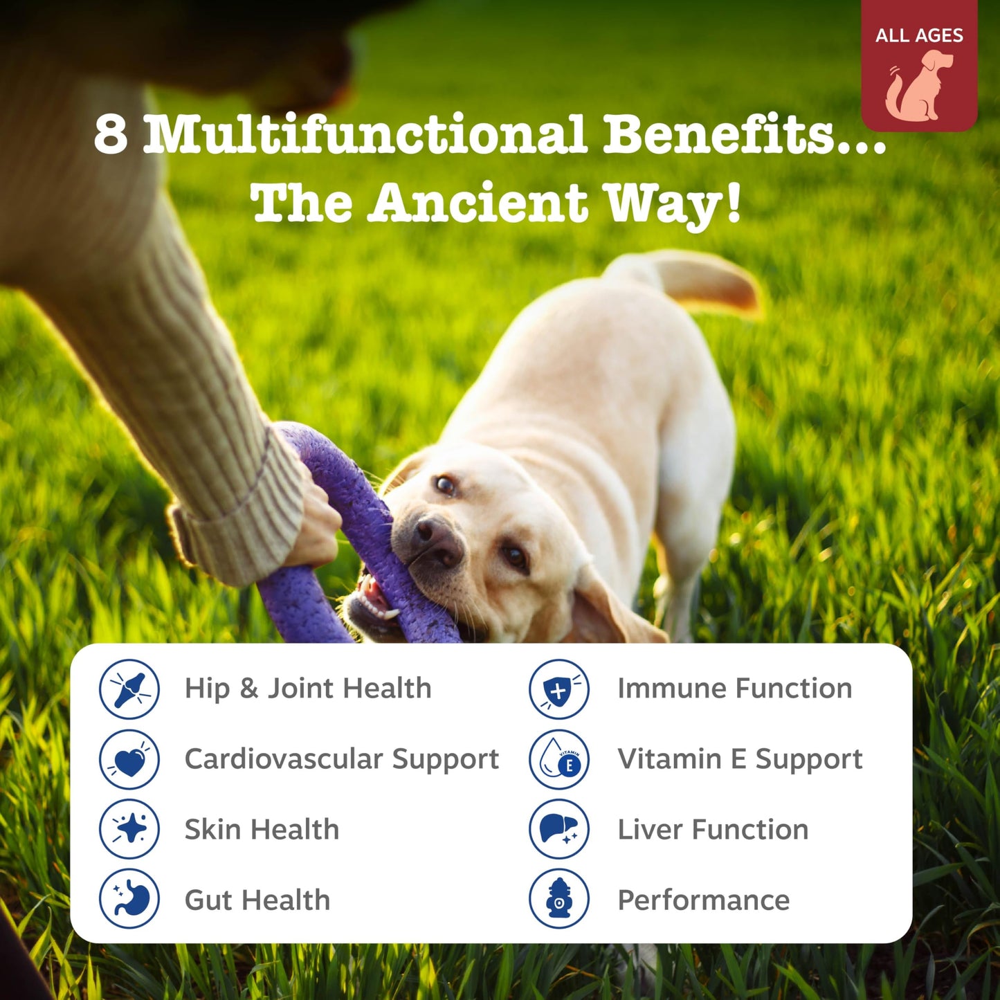 PawZest Omega Multivitamin Chews - Senior & Puppy