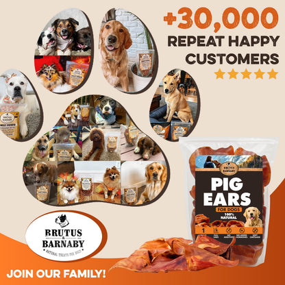 PawSavor Pig Ears: Natural, Tasty Chews for Dogs