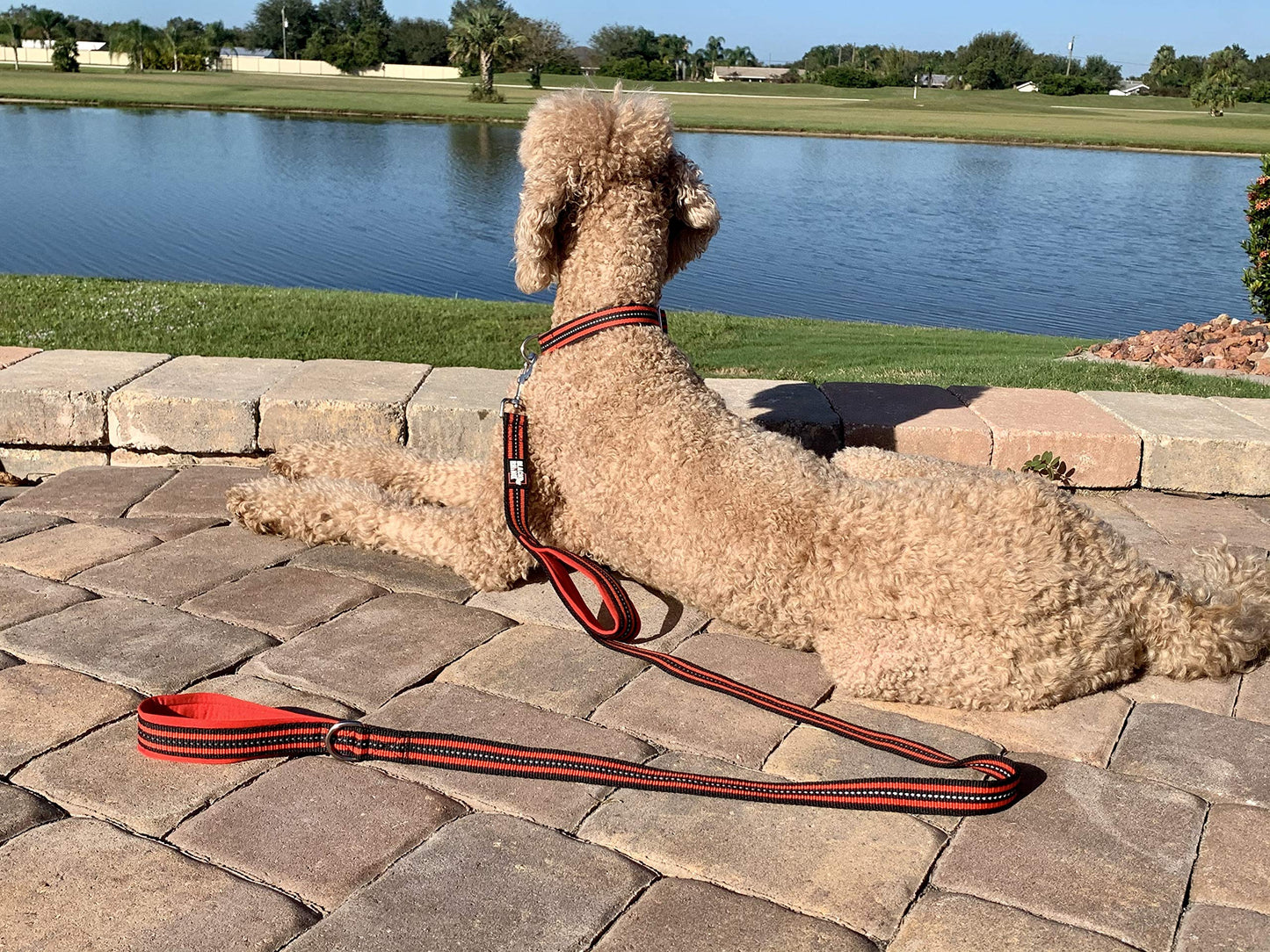 RhinoGrip Aqua: Double Handle Reflective Dog Leash