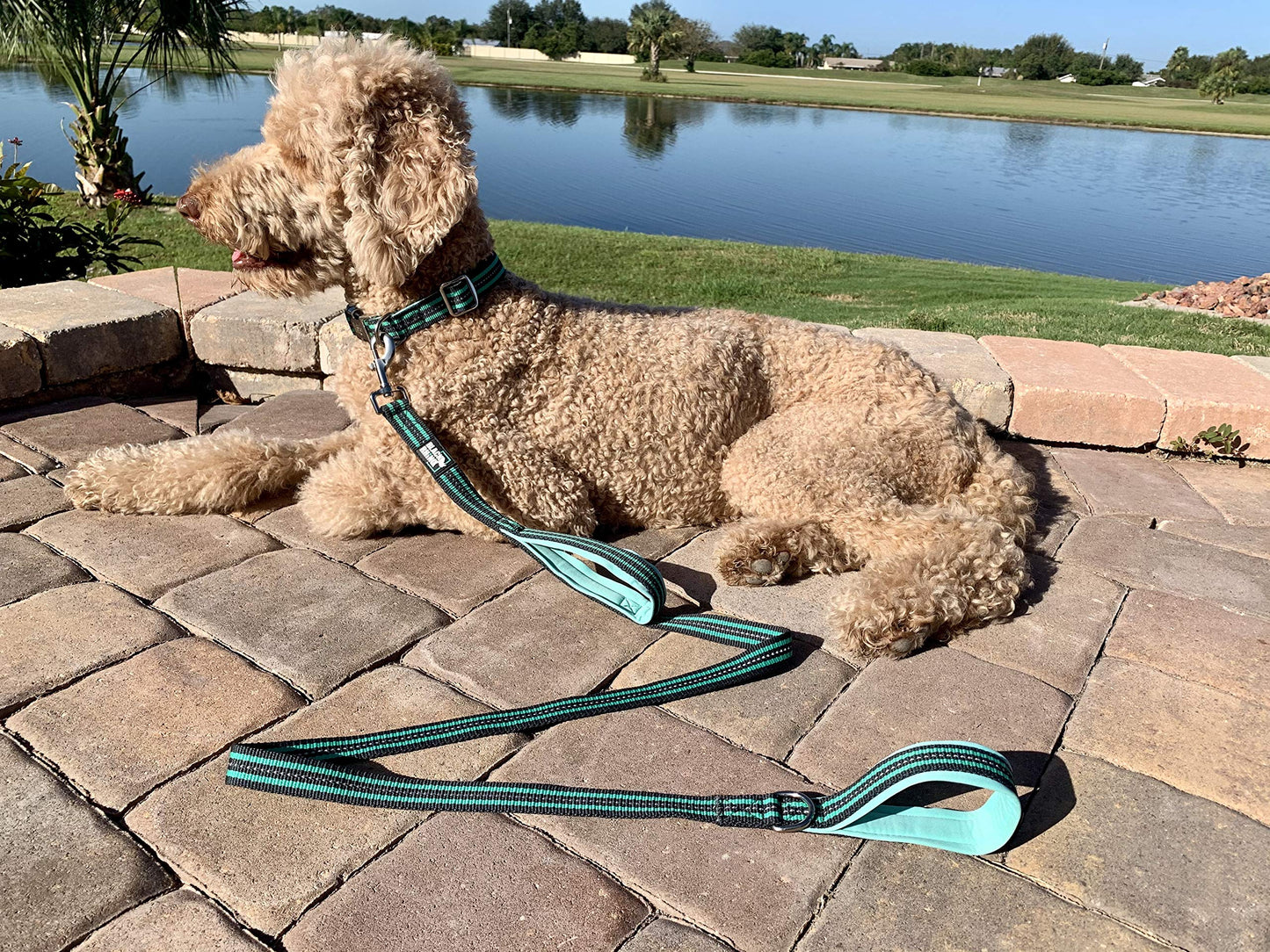 RhinoGrip Aqua: Double Handle Reflective Dog Leash