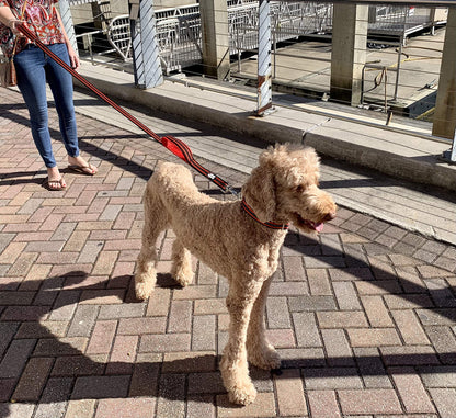 RhinoGrip Aqua: Double Handle Reflective Dog Leash